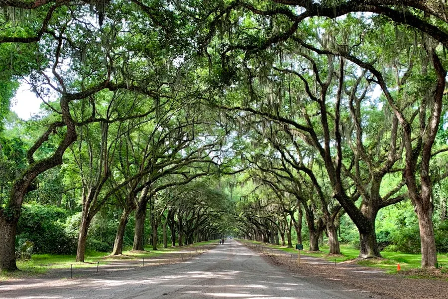 Avenue of live oaks draped in Spanish moss near Savannah